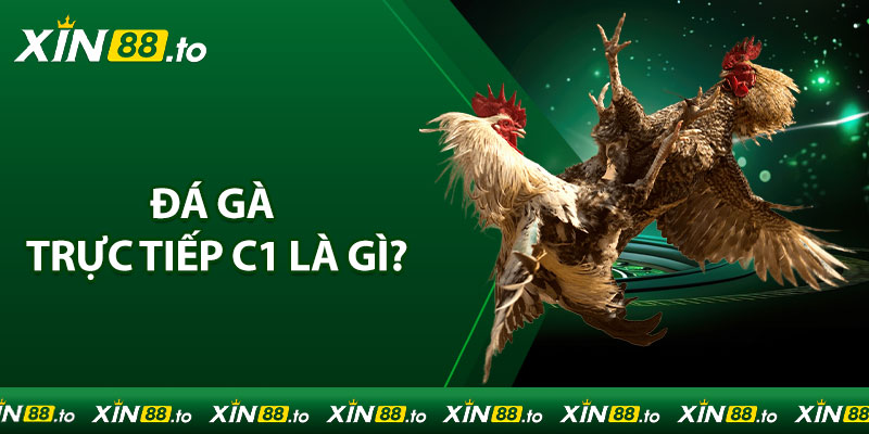 Đá gà trực tiếp C1 là gì?