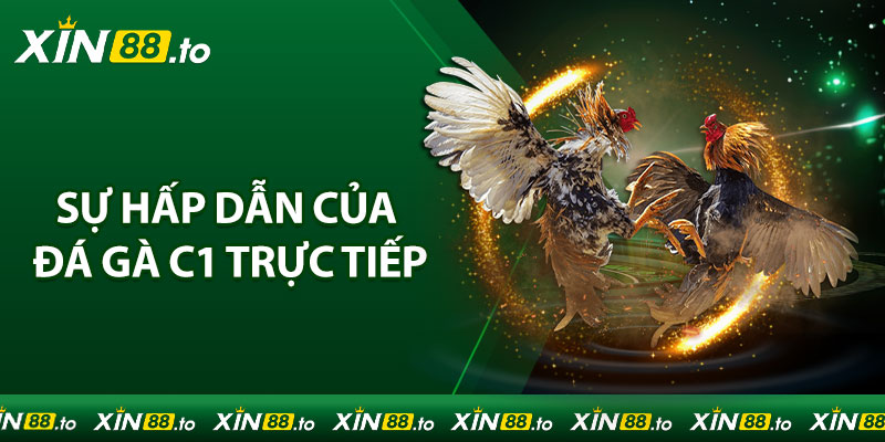 Sự hấp dẫn của đá gà C1 trực tiếp